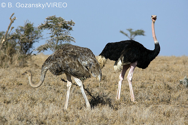 Common Ostrich g28-12-007.jpg